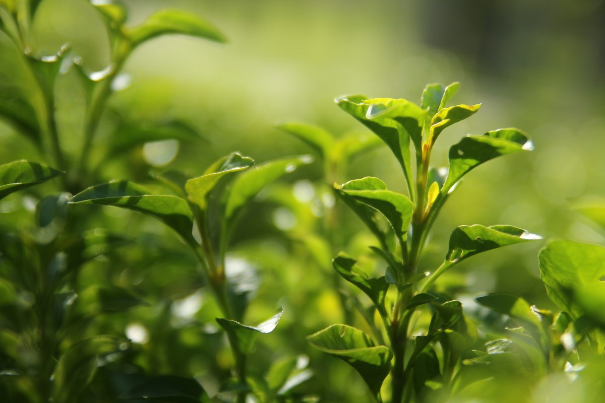 Longjing Dragonwell – chinesischer Grüntee mit kastanienbraunem Aroma